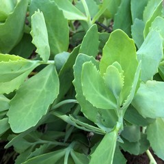 close up of green leaves