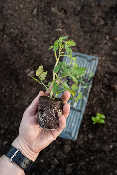 Tomato seedlings being planted out in vegetable garden