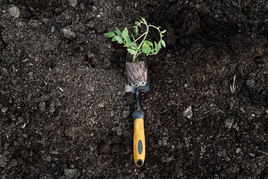 Tomato seedlings being planted out in vegetable garden
