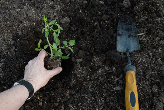 Tomato seedlings being planted out in vegetable garden