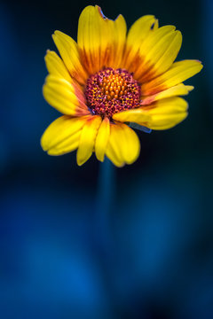daisy