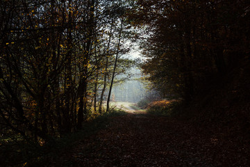 Clearing in autumn woods with mist