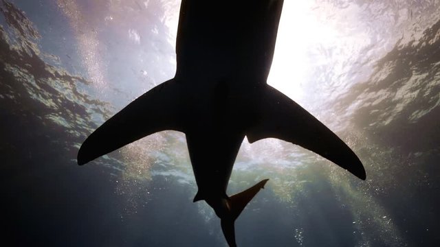 Sandbar Shark Off Of Florida