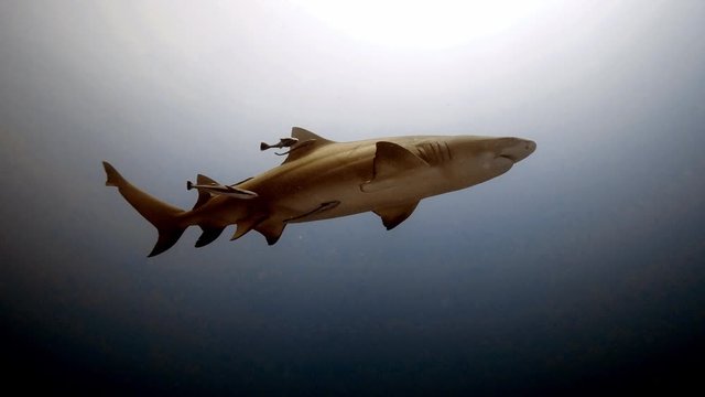 Lemon shark in Florida waters
