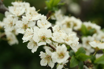 white flowers in the garden