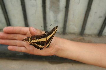 butterfly on hand