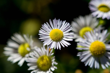 Obraz premium Macro blossom flower photo with blurred background, selective focus.