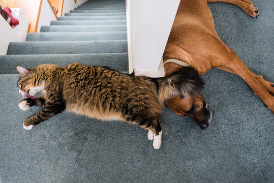 cat and dog hanging out together