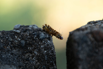 Lagarta