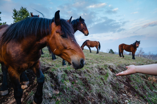 Wild Horses