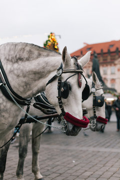 Christmas market at the main city square