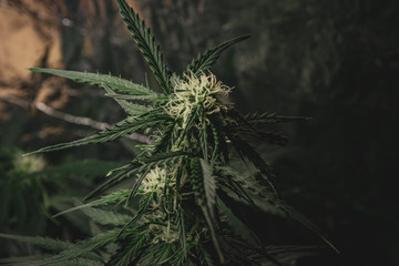Cannabis plant