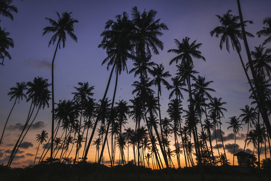 Silhouette of palm trees during sunset