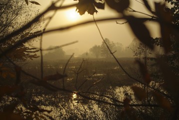 Sunrise in the forest. Foggy morning in the forest. Misty mysterious morning in the wetlands. Autumn sunrise in fog on the meadow. View through leaves on misty autumn landscape.