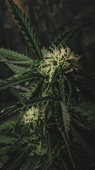 Cannabis plant