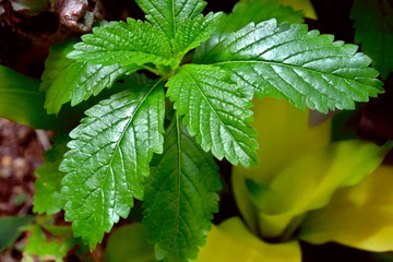 hojas verdes de plantas medicinales