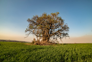 Obraz premium Estampas del campo