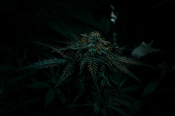 Cannabis plant