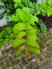 green leaves on the ground