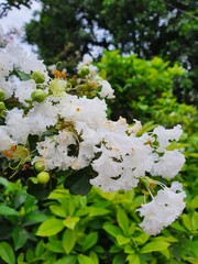 Beautiful flowers blooming in the Summer