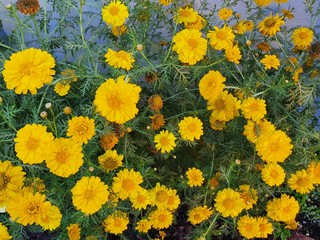Beautiful flowers blooming in the Summer