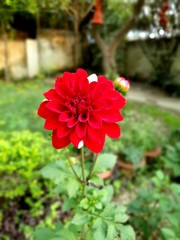 Beautiful flowers blooming in the Summer