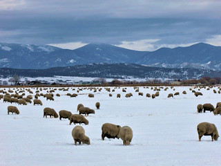 Sheep in a snowy winter pasture, with a background of mountains and clouds.