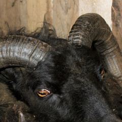 Closeup of black ram in a holding pen.