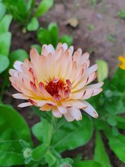 Beautiful flowers blooming in the Summer