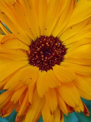 Beautiful flowers blooming in the Summer