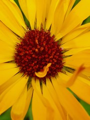 Beautiful flowers blooming in the Summer
