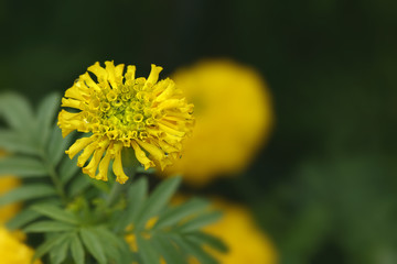 American marigold (African marigold) in nature.