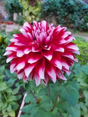 Beautiful flowers blooming in the Summer