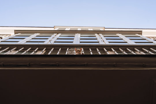Cria de gato asomando por balcon