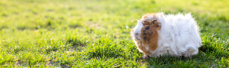Background with guinea pig walking on green grass in summer. Beautiful calm rodent pet
