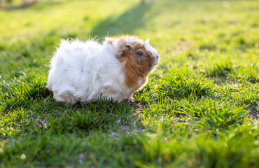 guinea pig is long-haired in clearing with green grass. Walking pigs in summer