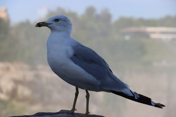 seagull on the beach