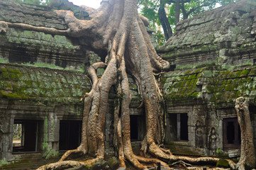 Fototapeta na wymiar A large tree takes root in Ta Prohm temple in Cambodia