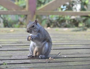 Male Eastern Gray Squirrel with ragged ears and short tail eating peanuts, has large testicles.
