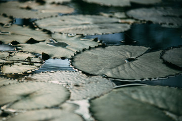 夕方　夏の水蓮