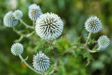 Obraz premium background with wild thorny plant close up