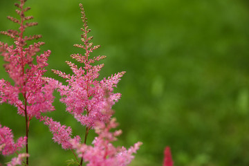 beautiful pink flower on green nature background