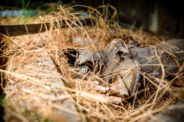 old discarded shoe 