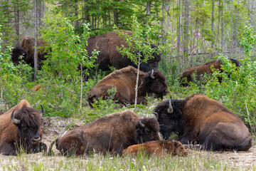 Herd of bison in the tree line on highway 3 on route to Yellowknife Northwest Territories Canada in a bison sanctuary 