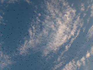 Starlings flying above, durin golden hour 