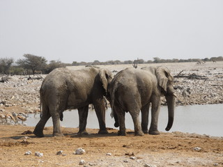 Elephants approaching the waterhole in Namibia, Africa
