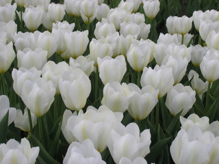 white tulips