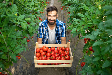 Young bearded farmer worker holding freshly harvested tomatoes in the garden. Organic food production.