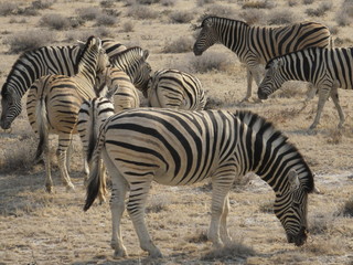 Fototapeta na wymiar zebras in Ethosha National Park in Namibia, Africa