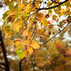 Autumn Colors